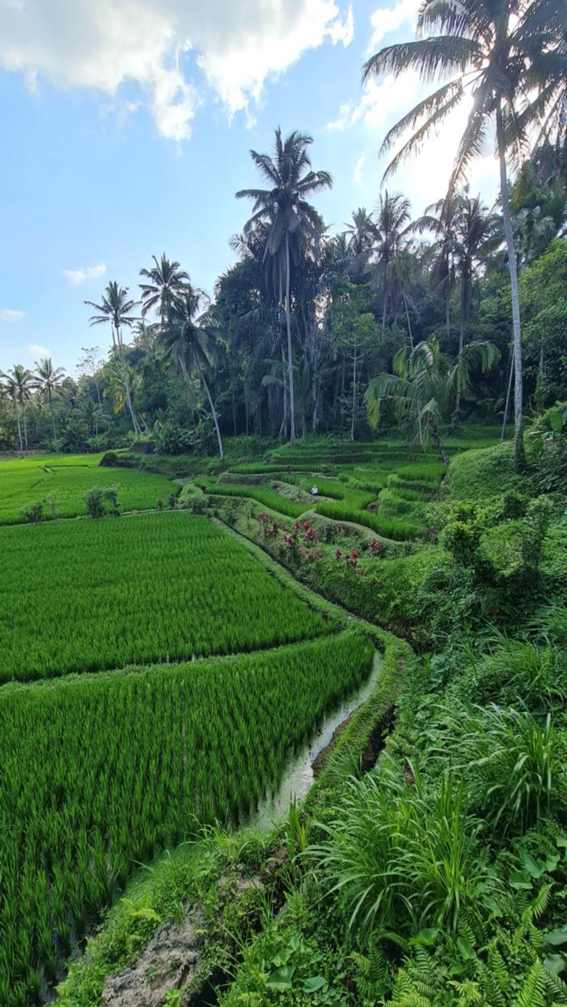 Tirta Sari Villa Tampaksiring Buitenkant foto